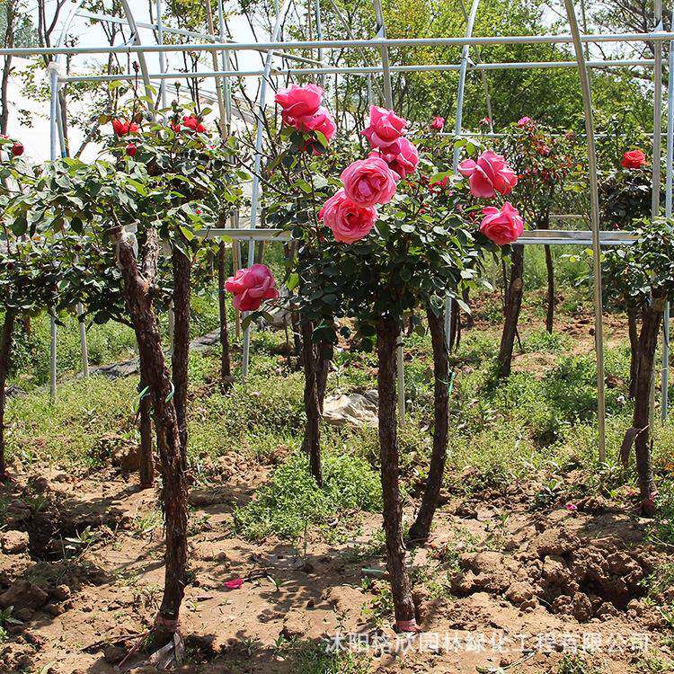 树桩月季花无品牌/苗园林观开赏树状月季盆高杆月季单杆景月当季