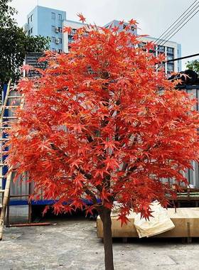 仿真红枫树日式置00593枫饰叶树室内外装假枫叶展厅公园酒店场景
