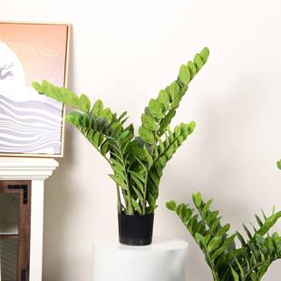 真钱叶盆栽金真金钱树假树仿仿真绿植盆景人FZLZ造室内高端装仿饰