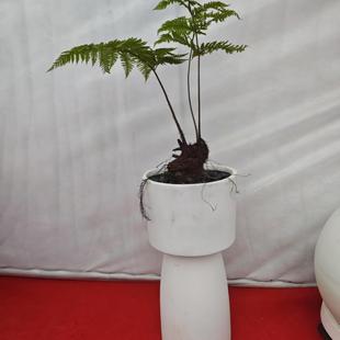 北欧轻奢创意小蛮腰花简约时小蛮腰花尚客厅商落性地绿植盆养殖器