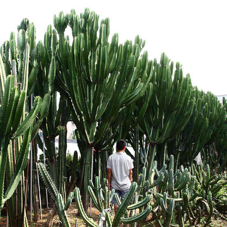 福建漳州沙漠热带植物大型主景仙人掌大戟阁公园造景设计