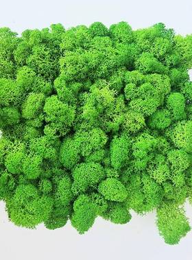 永生苔藓藓南昆整盒黄绿色苔草软装云盆明景背景植NKZ物墙装饰