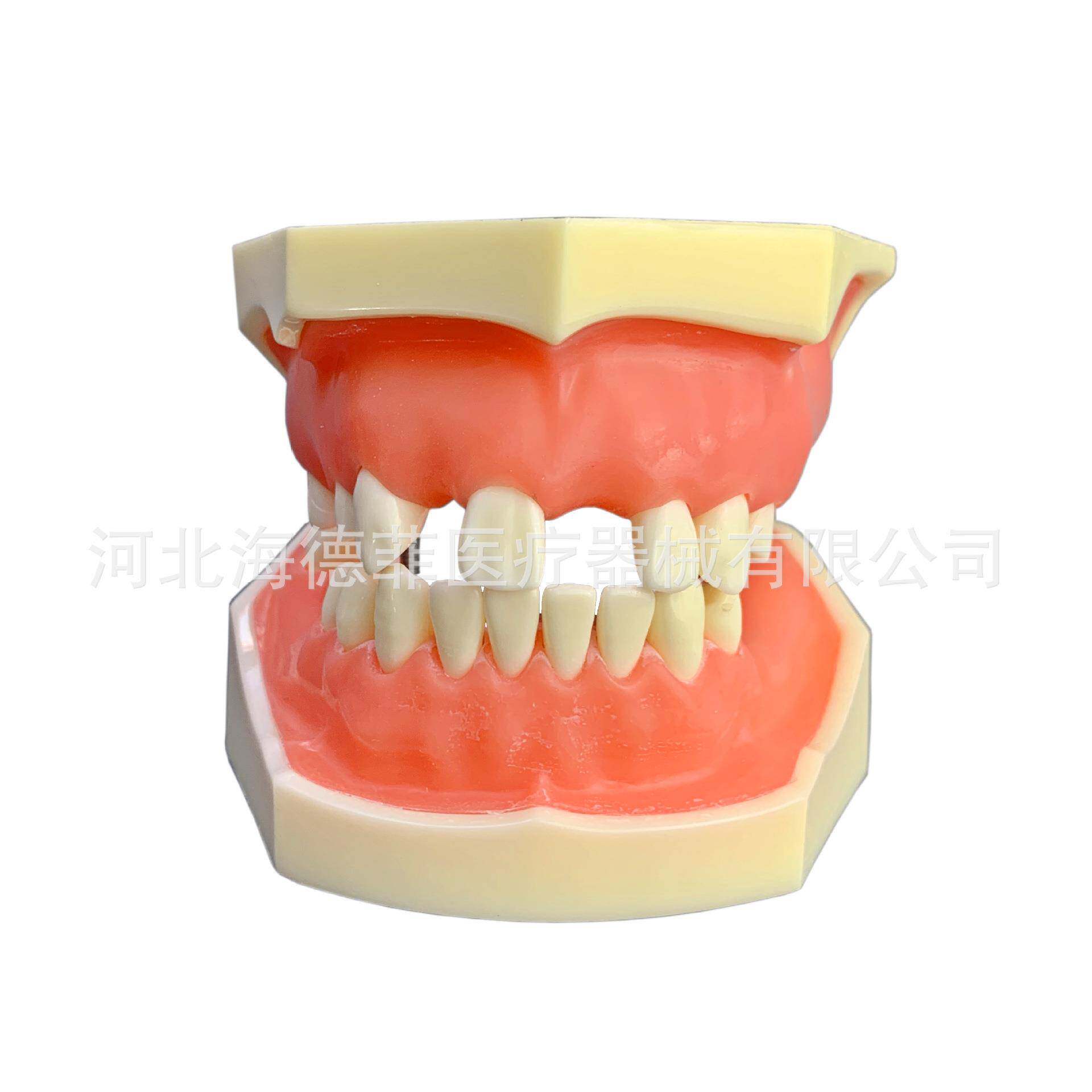 M2029牙齿模型教学模型种植牙练习模型牙齿缺失练习模型种植模型