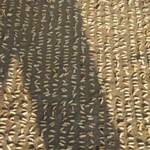 新厂促播种器水稻播种器机插秧播种育秧播种秧盘播种器抛秧盘播品