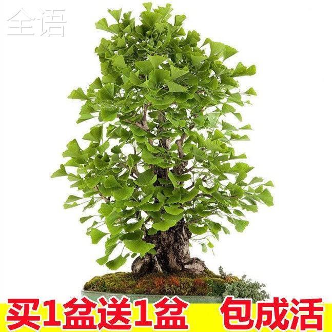 银杏树盆景盆栽室内好养办公桌绿植矮霸造型小品观叶植物花卉绿植