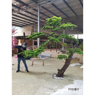 仿真松树迎假树景观酒店装 OPG饰罗汉松造客景落地楼梯展松麦厅玄