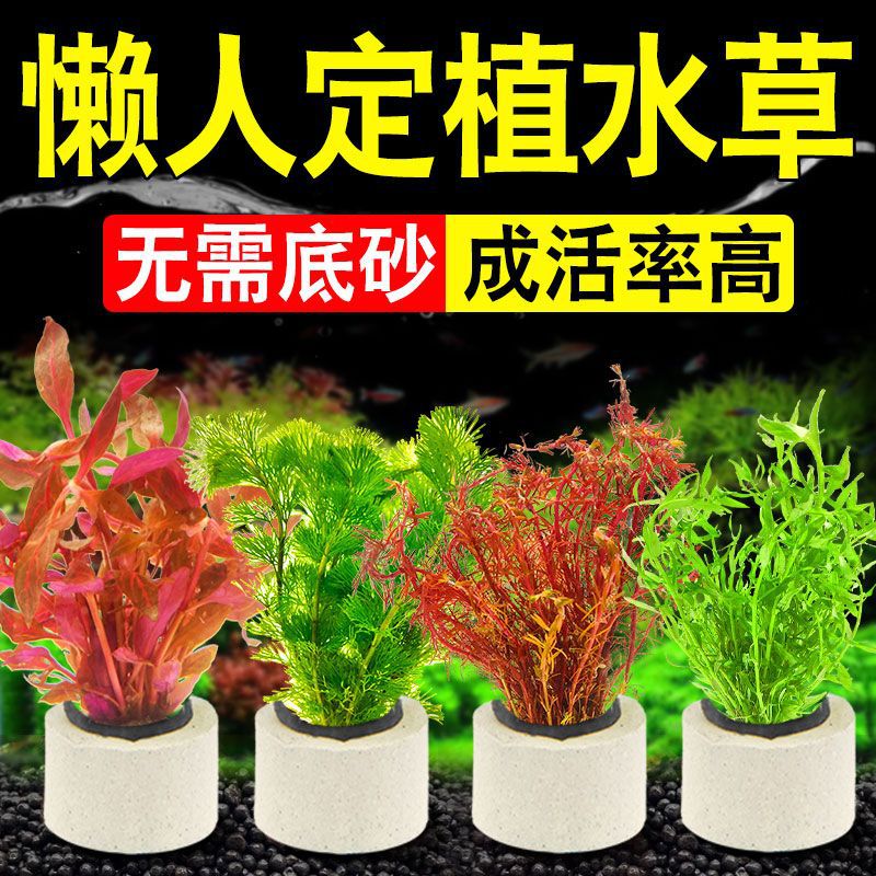 鱼缸造景阴性水草套餐净水