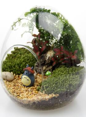 创鸡意礼品礼物tz-20181苔藓微套装生态景瓶材观料包大号蛋套装蛋