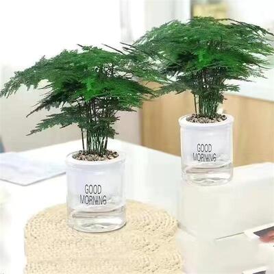 文竹盆栽室内大植物景厅内桌客面办公室小绿植室盆盆栽rzs81231好