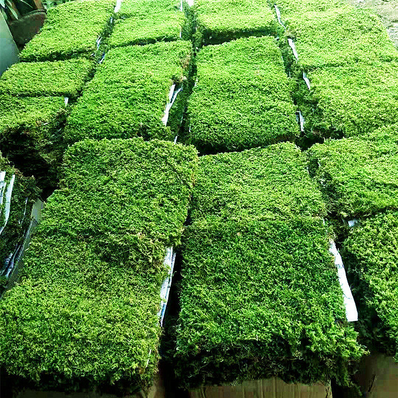 植物城堡鲜活苔藓白发藓短绒青苔微景观枯山水铺面大灰藓厂家直销