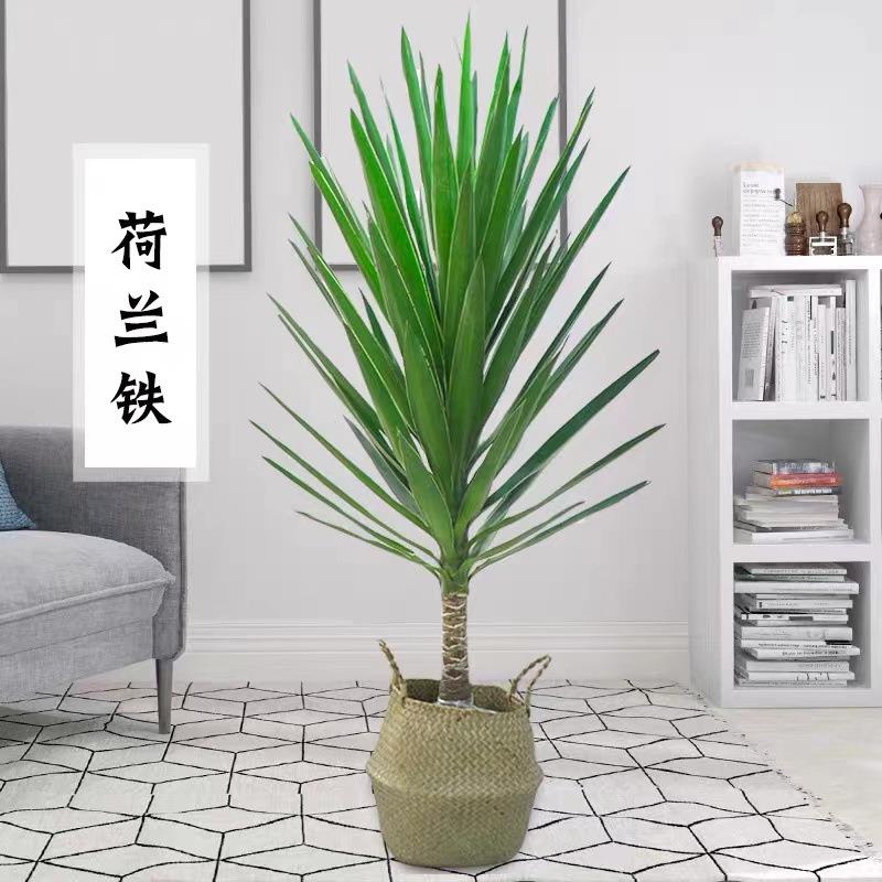 荷兰铁盆景巨丝兰绿植常青盆栽大型观叶植物室内室外含盆带盆新品