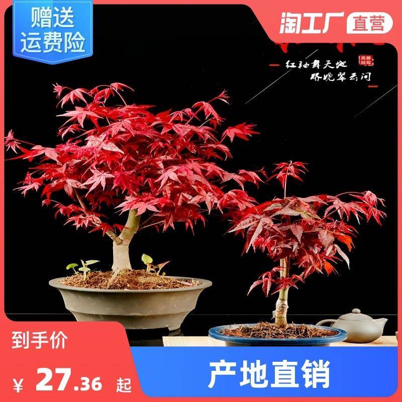 矮化红枫盆栽枫树盆景室内室外客厅嫁接矮桩观叶绿植带叶庭院阳台