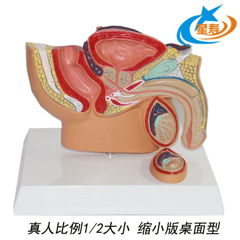 上海星寿批发生产桌面型男性前列腺模型 男性盆腔睾丸 前列腺模型