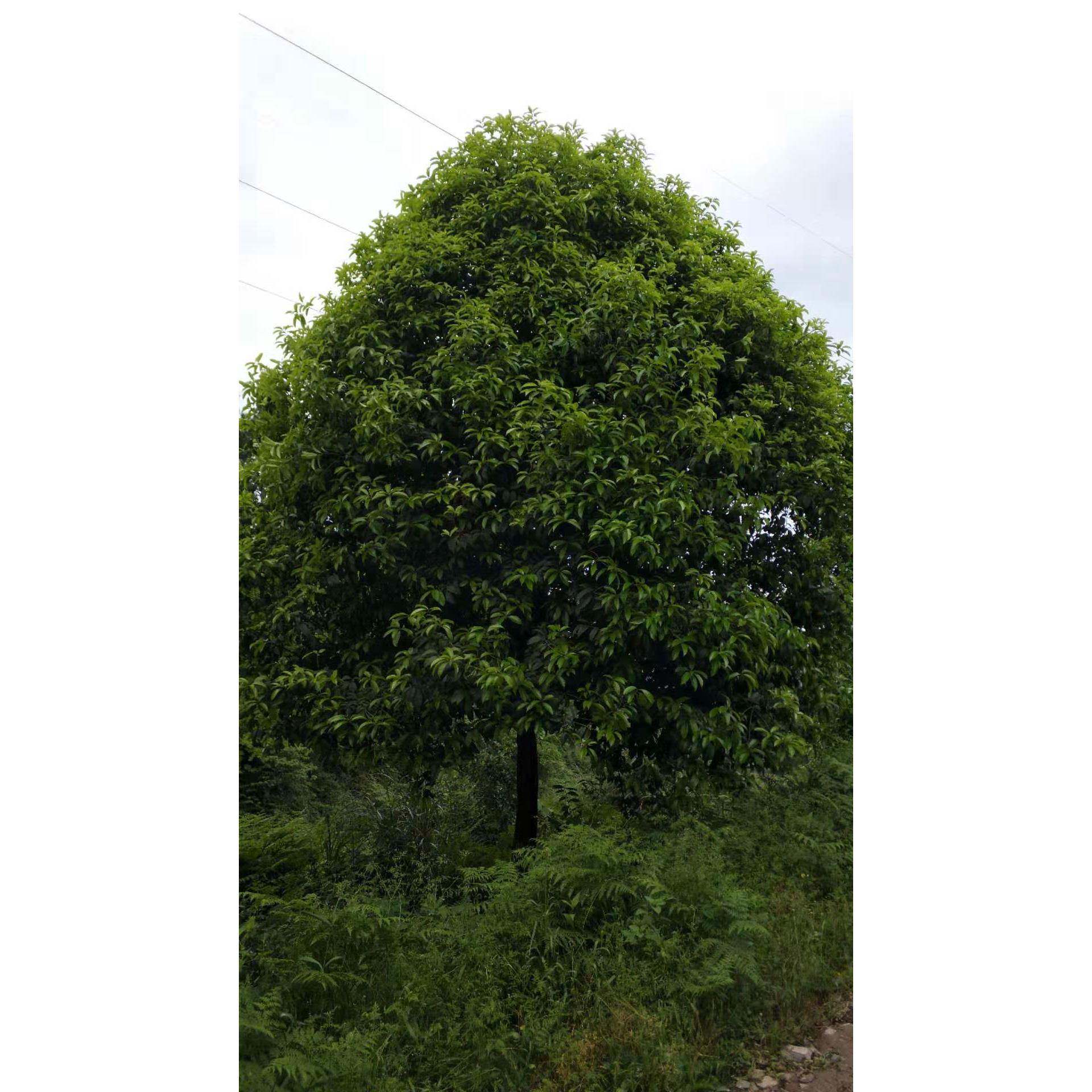 基地直销大规格八月桂造型桂花树庭院嫁接园林绿化金桂银桂