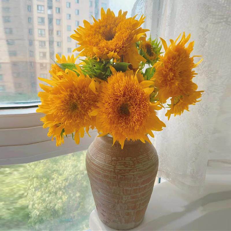 泰迪向日葵鲜花云南基地直发家用水养插花鲜切花昆明直批