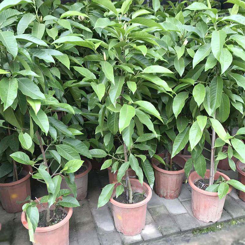黄葛兰盆栽花卉绿植黄桷兰把儿兰园林绿化私家庭院芳香植物