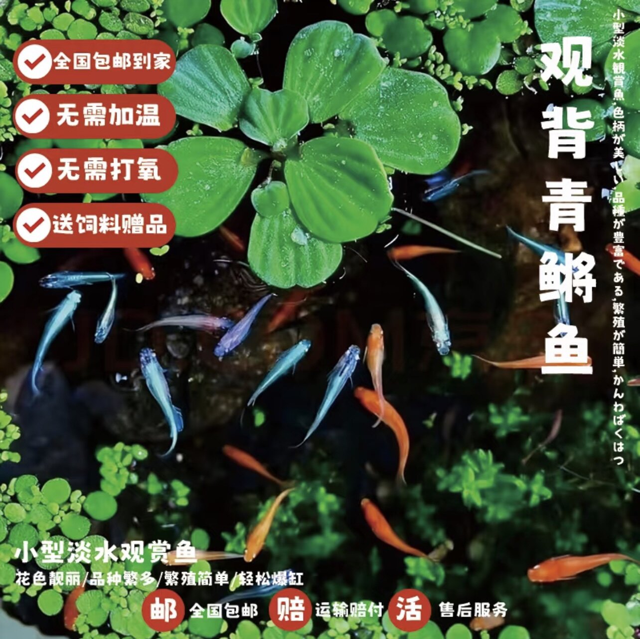 星光观背青鳉鱼不用加温观赏鱼热带鱼冷水鱼金鱼小型鱼孔雀鱼好养