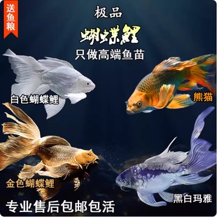 德系玛雅熊猫黑白红蝴蝶鲤球体长尾短身锦鲤热带冷水鱼耐活观赏鱼