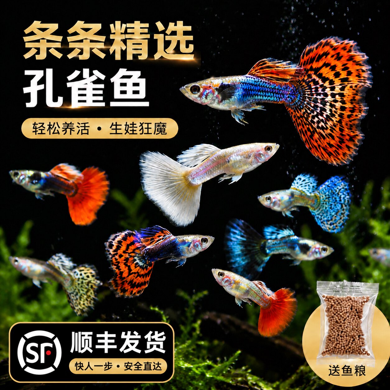 孔雀鱼热带鱼观赏鱼苗精品小型淡水好养耐活金鱼斑马大尾凤尾纯种