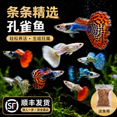 纯种孔雀鱼苗热带淡水好养耐活