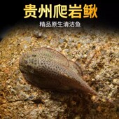 贵州爬岩鳅吸鳅原生鱼琵琶鱼冷水清道夫除藻清洁鱼缸双吸盘观赏鱼
