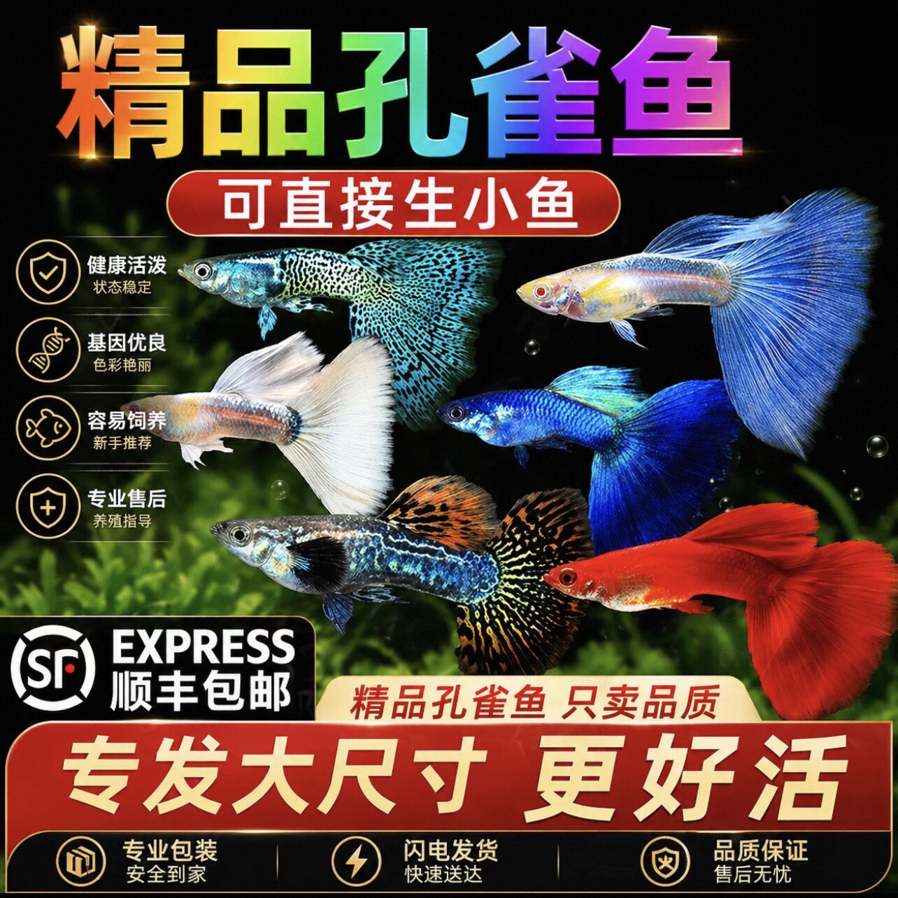 孔雀鱼热带鱼观赏鱼苗精品小型淡水好养耐活金鱼斑马大尾凤尾纯种
