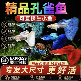 孔雀鱼热带鱼观赏鱼苗精品小型淡水好养耐活金鱼斑马大尾凤尾纯种