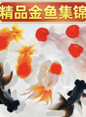 精品金鱼观赏鱼招财鱼兰寿丹顶红鸿运当头金鱼活体鱼缸小鱼冷水鱼