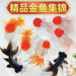 精品金鱼观赏鱼招财鱼兰寿丹顶红鸿运当头金鱼活体鱼缸小鱼冷水鱼