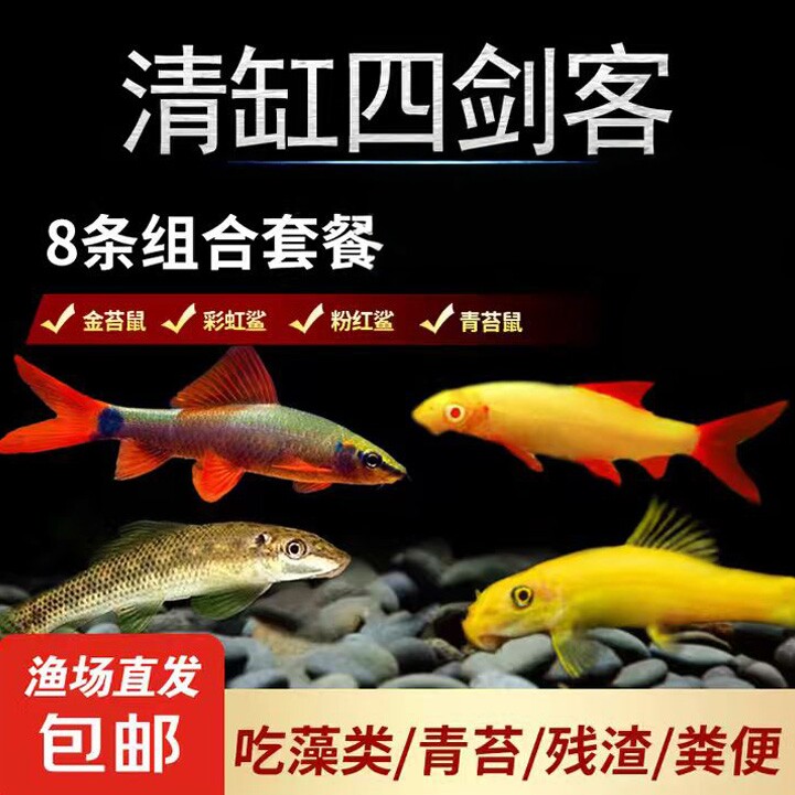 金苔鼠鱼清道夫观赏鱼清苔鼠热带淡水小型鱼缸除藻鱼清洁鱼工具鱼