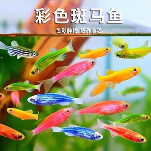 七彩斑马鱼观赏鱼孔雀鱼好养耐活小型热带淡水群游多彩灯科小鱼