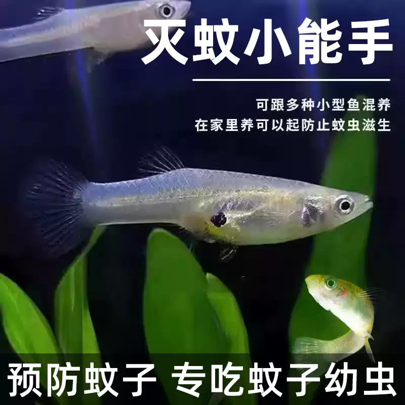 胎生食蚊鱼大肚鱼吃蚊虫幼虫耐低温耐高温不需打氧室内外鱼孔雀鱼