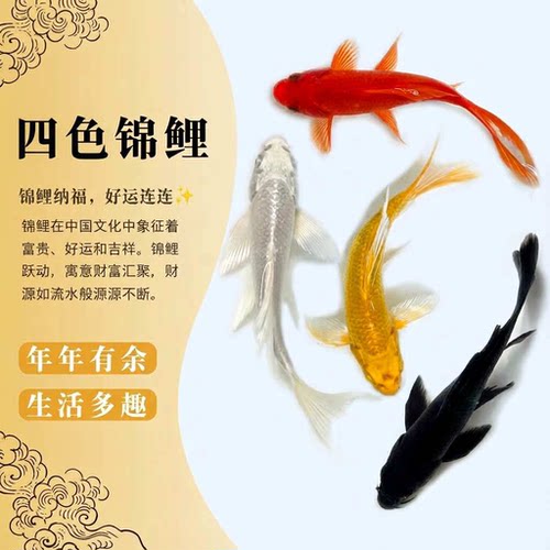 活体锦鲤金鱼冷水好养