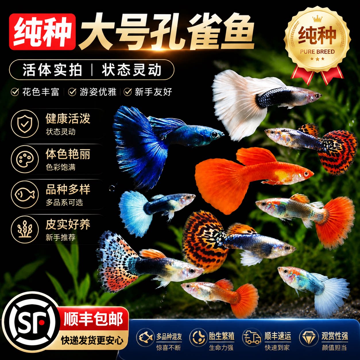 孔雀鱼观赏鱼小型鱼热带新手好养耐活淡水可繁殖鱼苗凤尾金鱼斑马