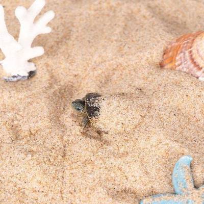 多河沙细沙粗砂粒沙颗黄934沙子鱼缸螃蟹乌龟冬眠肉沙君土子兰配