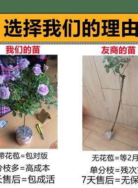 糖树棒苗桩月季花特大花rzs79043玫瑰花树苗四季开花卉植物室内外