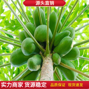 优良番木瓜种子海南红心木瓜籽营养丰富的庭院阳台果树种四季易种