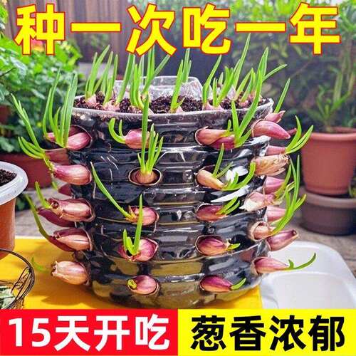 广东红葱头新品葱头红皮火葱小香葱食用熬干葱头商用四季可种好养