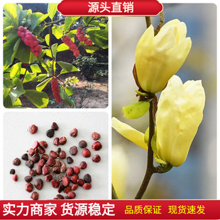林木种子黄玉兰种子黄玉兰树种子玉兰种籽四季庭院绿化种子