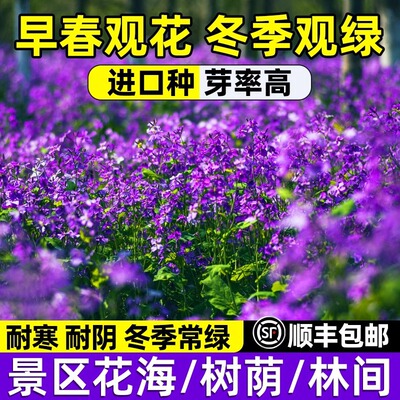 二月兰花种子四季春秋播种花籽多年生宿根诸葛菜种子耐阴耐寒花籽