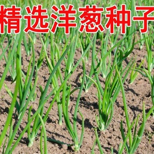 园艺阳台种植蔬菜洋葱种子圆球葱玉葱头荷兰葱籽皮牙子可做籽