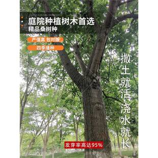 桑树桑葚树果树果嫁接地盆栽南北方种植大叶苗当年结果桑葚子孑籽