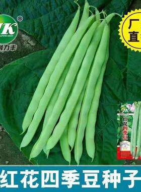 红花四季豆种子老品种红花白荚架芸豆种籽菜豆角籽原厂彩包