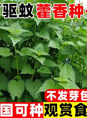藿香种子新鲜食用藿香盆栽原土霍香苗五香叶鱼香种子阳台庭院蔬菜