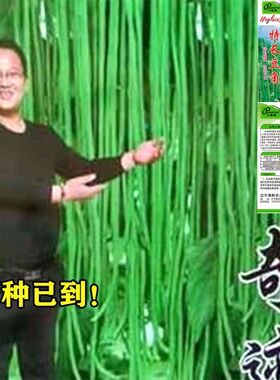 特长绿先锋豆角种子绿条豇豆翠绿色长豆角大棚露天基地蔬菜种子