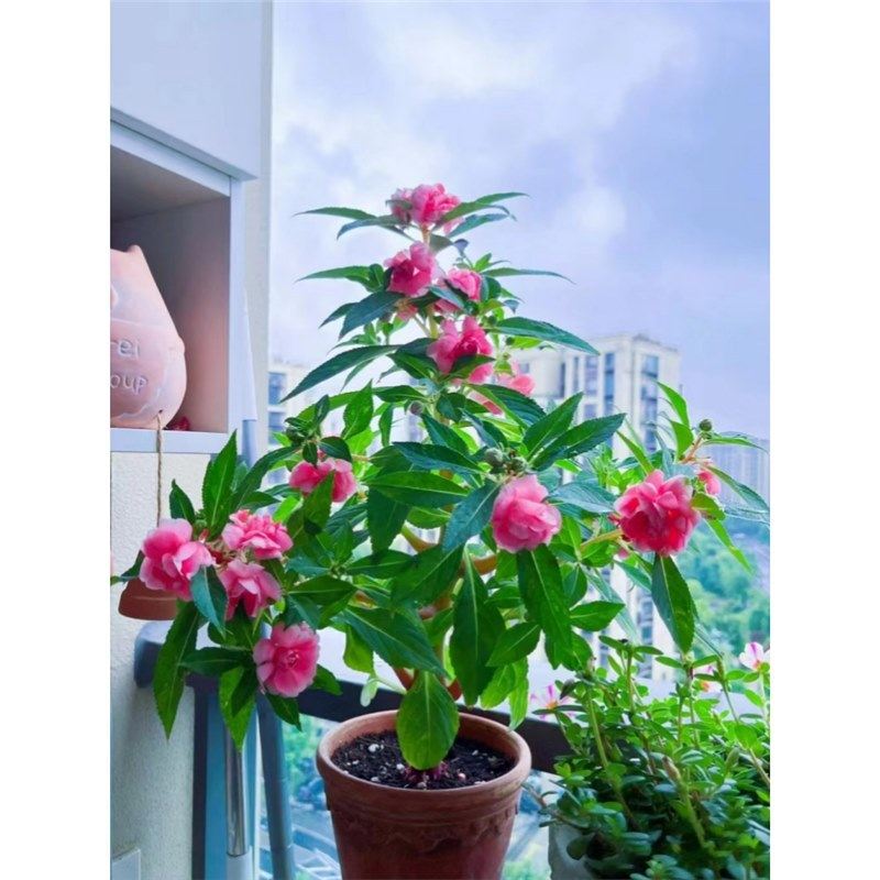 【茶花凤仙花种子】重瓣大花指甲花四季播种开花阳台庭院花卉种籽