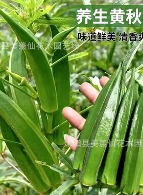 黄秋葵种子蔬菜种子咖啡黄葵越南芝麻羊角豆糊麻当年新种