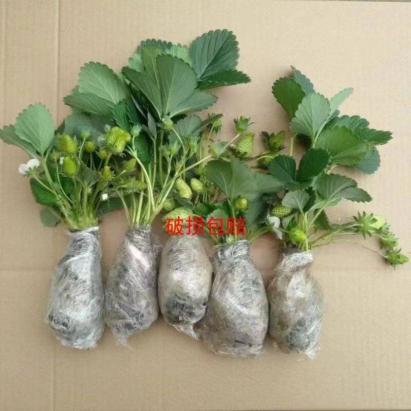 四季奶油草莓苗盆栽大苗阳台庭院种植南北方当年结果牛奶草莓苗