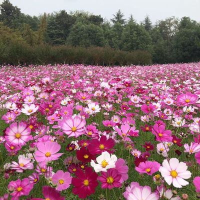 波斯菊花种子格桑花种子阳台庭院室外四季易种活易开花野花组合籽