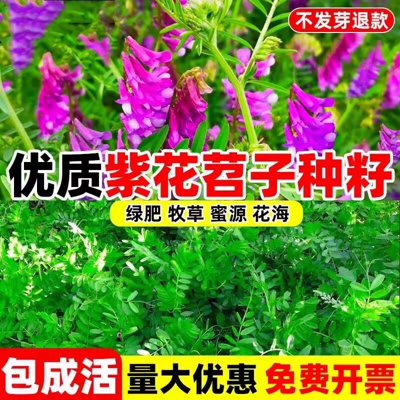 果园绿肥种子光叶紫花苕子毛苕子箭舌野豌豆蜜源草籽草种绿肥种籽 - 实物图